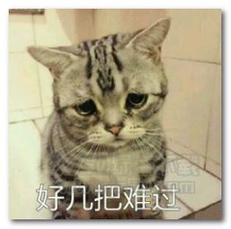 猫咪问号脸表情图片猫咪问号脸表情包高清版jz5u绿色下载站