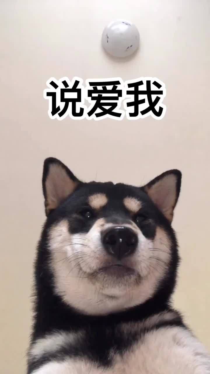 说爱我快点