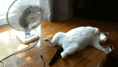 熊孩子一直挑衅猫咪,猫咪忍无可忍看我无敌喵喵拳