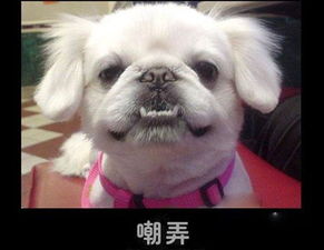 超级无敌的16种表情