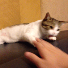 表情包动图no猫咪