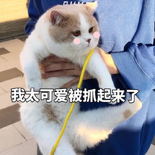 表情包请问我的小可爱在吗
