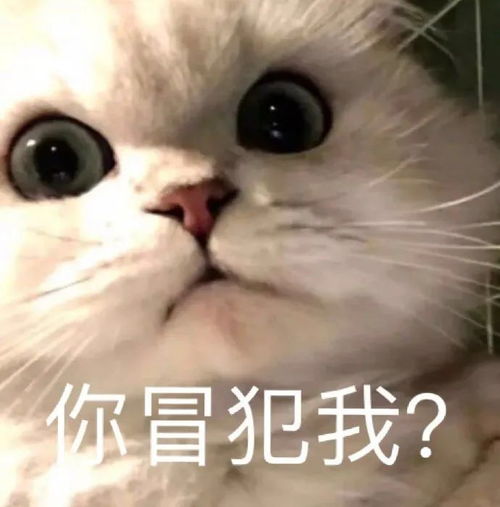 表情包熬最长的夜,我不困