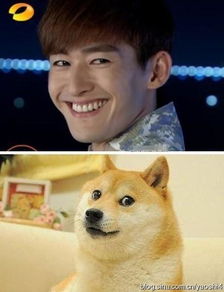 盘点长着明星脸的狗狗大合集喜感十足