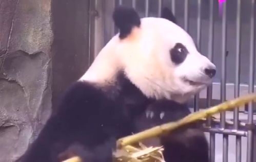 看到奶爸拉着筐笋路过,熊猫娅仔这小表情亮了