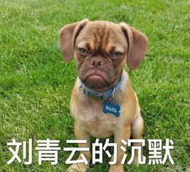 明星动物神撞脸qq表情包