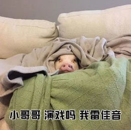 一句话搭讪小哥哥,表情包快收好