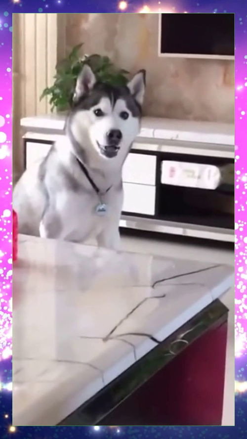 二哈吵架吵输后,这一脸懵逼的表情,直接让我笑出了猪叫声