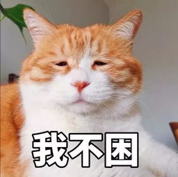 有些猫看起来很社会,但其实是个小可爱