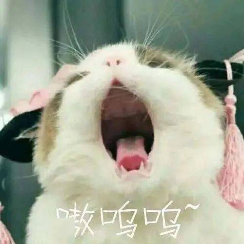 小猫咪到底有没有坏心眼呢表情包