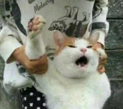 主人让橘猫卖河豚,结果表情神同步,主人好感动,猫咪不敢动