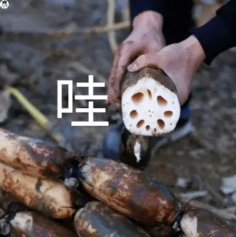 谐音表情包心如刀割