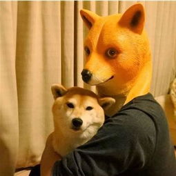 污微信表情包搞笑图片柴犬