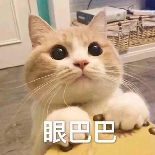 搞笑表情包为我的莽撞自罚一杯