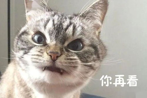 猫能说话你知道吗其实猫说的这些我们都懂只是我们没在意