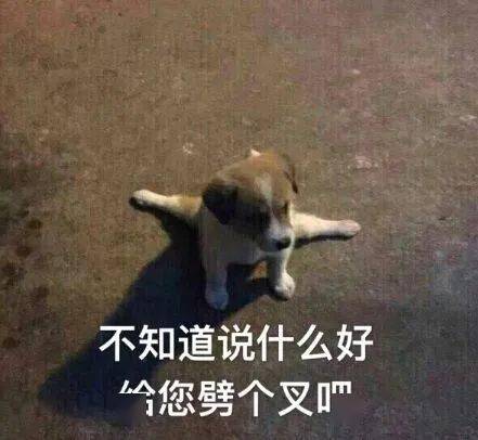 新手专区狗狗驱虫搞不好,小命就难保
