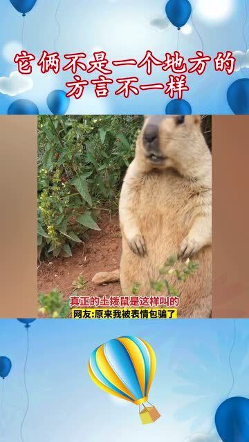 原来土拨鼠是这样叫的,被表情包骗了这么多年