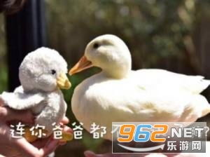 最近流行的鸭子表情包高清图片下载乐游网游戏下载