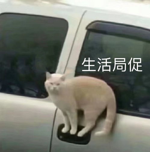 男领导和同事光明正大说私通