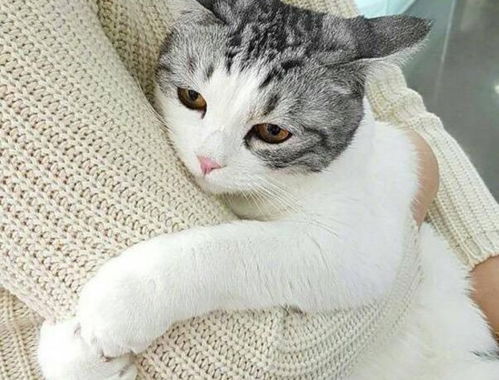 网友带着猫咪去打针,结果猫咪的行为和表情却成了亮点