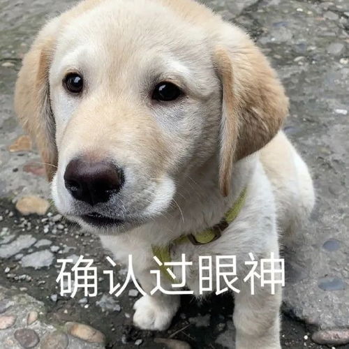 表情包爱你哟
