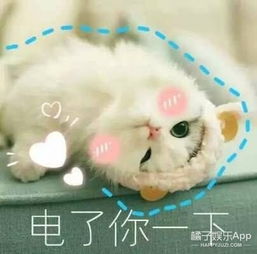 我们相爱吧最喜欢吴昕潘玮柏的无尾熊cp了