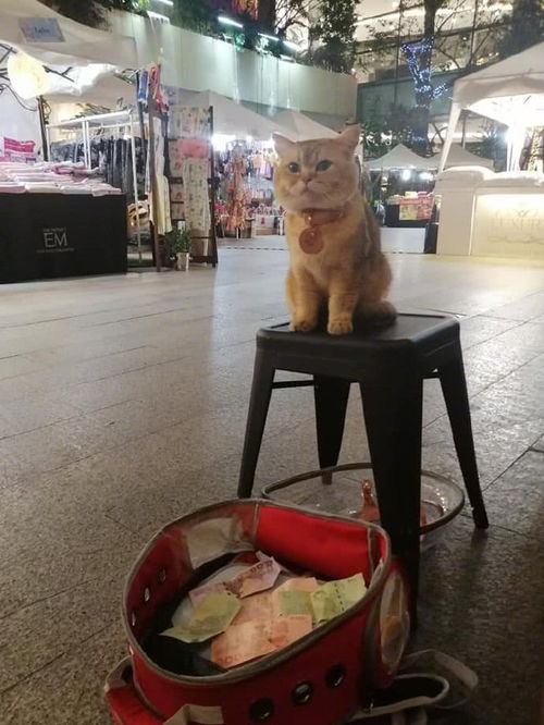 表情橘猫街头卖艺火了,看着一堆钱表情冷漠能换多少小鱼干表情