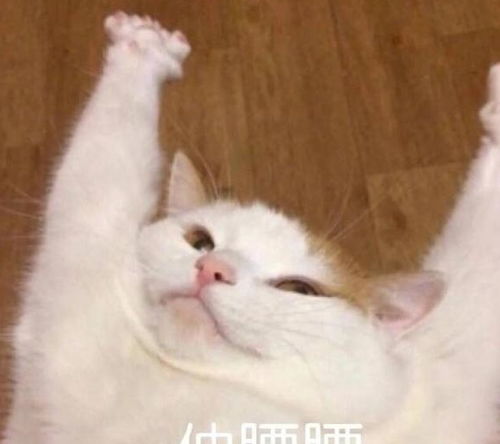 萌宠表情包带字图片困开心笑话