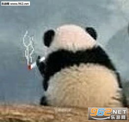 气到哭泣熊猫表情包超级委屈熊猫可爱表情包下载乐游网游戏下载