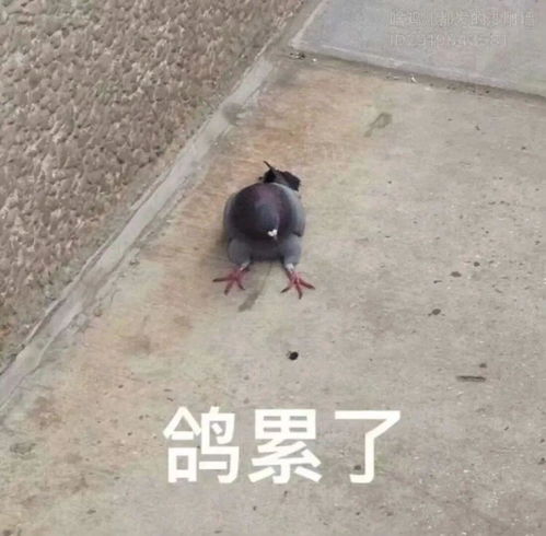 为什么有些人觉得被鸽很爽