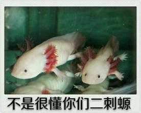 企鹅娘吐槽这么多年,你看动漫看腻了吗