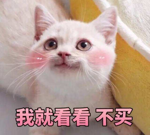 花园猫表情包养猫人