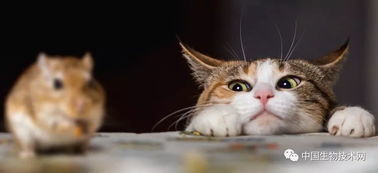 现代版猫和老鼠