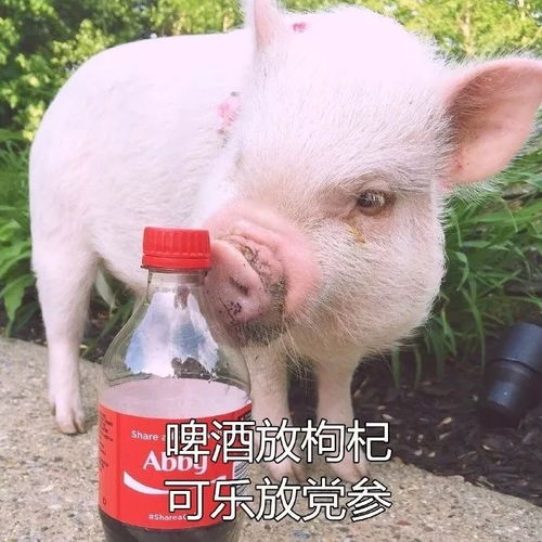 可以说是精致猪精中年少女养生指南,get了