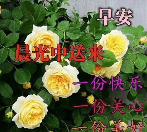 周末清晨适合发朋友圈的早安问候语,暖暖问候祝福语动态表情图片