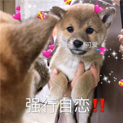 小柴犬可爱表情包是我暗示的还不够明显吗