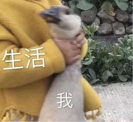 这款韩国高颜值vn防晒霜,张柏芝用了都说好