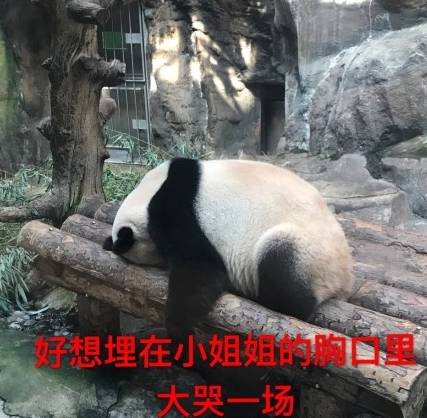 一大波熊猫宝宝的看图说话表情包,啊啊啊啊简直要萌炸了
