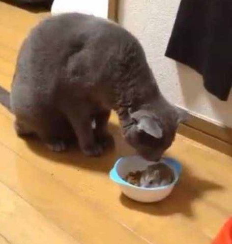 灰猫准备吃饭时,仓鼠却跑进碗里睡觉,猫咪的眼神让人想笑