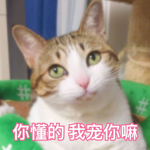 有什么适用于和老公男票撒娇的可爱表情包