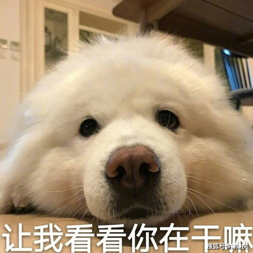 赚钱表情包图片发工资了,出来耍