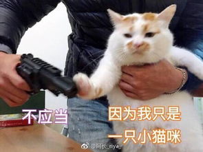 俊介走了,楼楼也走了,谢谢你们带来的快乐