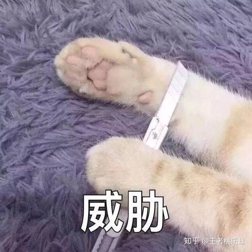 萌到吐血的表情包