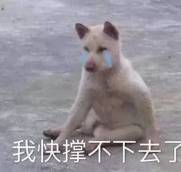 2019代购们的朋友圈千万不要随便截图,被挂到网上后笑出猪叫声...