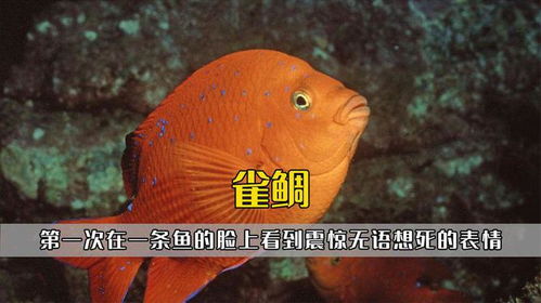 海底农夫雀鲷第一次在一条鱼的脸上,看到无语想死的表情