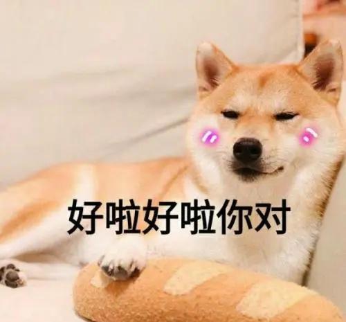 如何判断,自家狗狗是否聪明