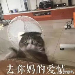 塔吊表情包图片大全养猫