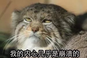 有种猫叫行走的表情包,它的名字叫兔狲,不是兔子搜狐宠物搜狐网