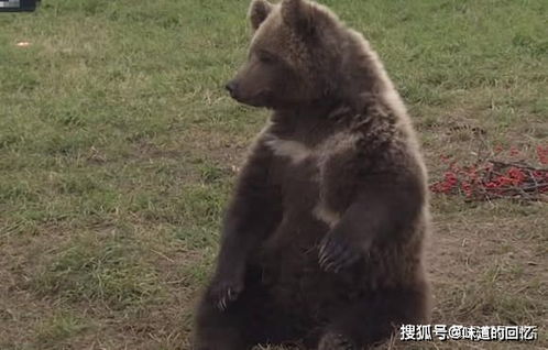 大棕熊偷吃西瓜,被小伙拉去一顿狂挠,见西瓜被抢走后表情亮了
