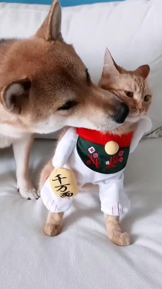 猫咪一脸嫌弃柴犬,柴犬就喜欢凑上去,哈哈